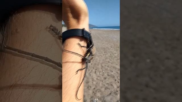 Giant bug bite Большой дубовый усач видео гигантский жук Cerambyx cerdo video huge bug смотреть онлайн