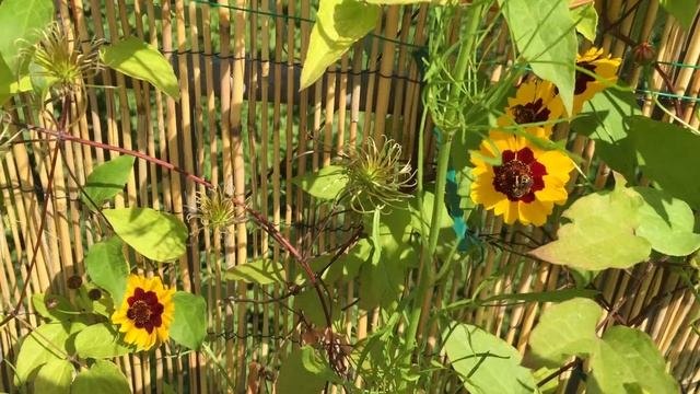 Small bee pollenating helianthemum смотреть онлайн