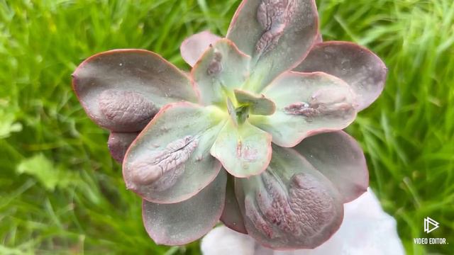 Echeveria Baron Bold смотреть онлайн