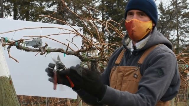 Обрезка гибридного винограда сорта Айтаска на высоком кордоне смотреть онлайн