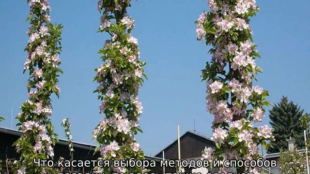 Колоновидная яблоня для Сибири
