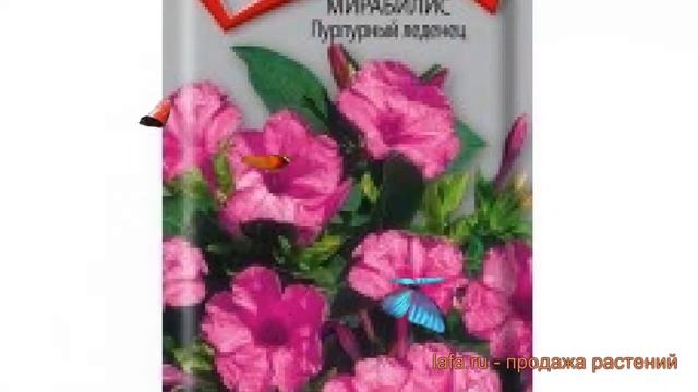 Мирабилис пурпурный Пурпурный леденец ? обзор: как сажать, семена мирабилис Пурпурный леденец смотреть онлайн