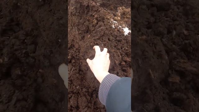 торфокарьер, качество низинного торфа,lowland Peat