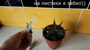 Алоэ белое. Обрезка и размножение