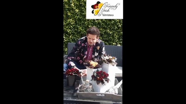 Kennedy Irish Primroses movie смотреть онлайн