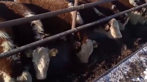 Быки Герефорды. Быки на откорме. Быки и коровы. КРС. МЭЦ.