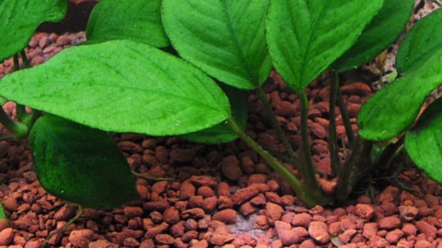 ГЛАВНЫЕ ПРАВИЛА СОДЕРЖАНИЯ АНУБИАСА смотреть онлайн