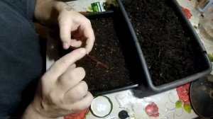 Размножение ежевики зимой веточками или черенками