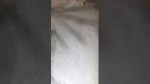 Чем убрать плесень