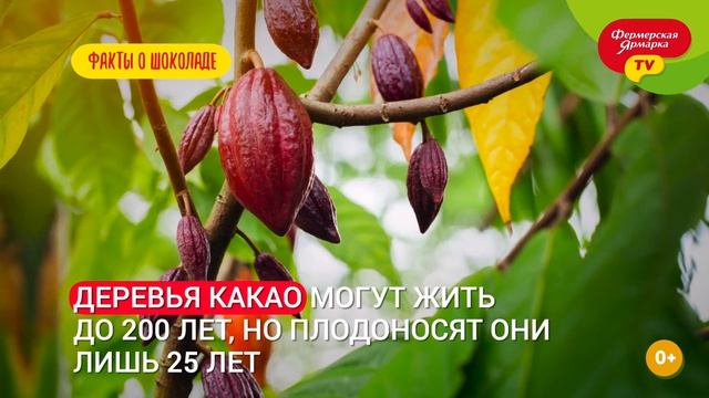 Интересные факты о шоколаде