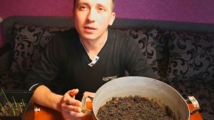 Грунт для финиковой пальмы своими руками! Как правильно пересаживать саженцы пальмы!