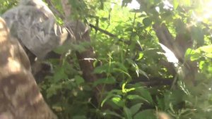 Спилить  яблоню старую. Пос. Потеряевка. 2016. Июль.