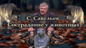 С. Савельев. Сострадание у животных.mp4