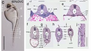 金魚の発生学実験＃11：後期胚の発生：Late Embryonic Developmental Process： ver. GF112022 0903 GF11