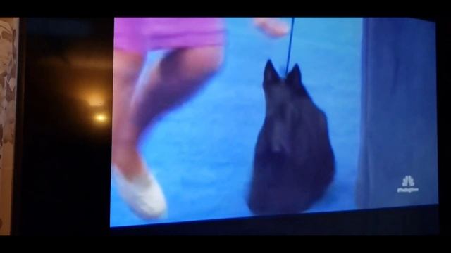 США?? День Благодарения #newyork #Thanksgiving #русскиевамерике #жизньвамерике #замужзаамериканца смотреть онлайн