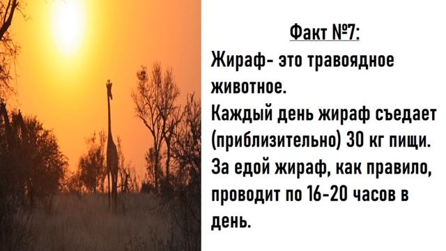 Жирафы