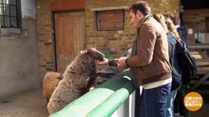 Городские фермы Лондона. Доброе утро. Фрагмент выпуска от 19.05.2022