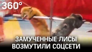 «Полудохлые» лисы в цирке Миасса. На арене больные животные?