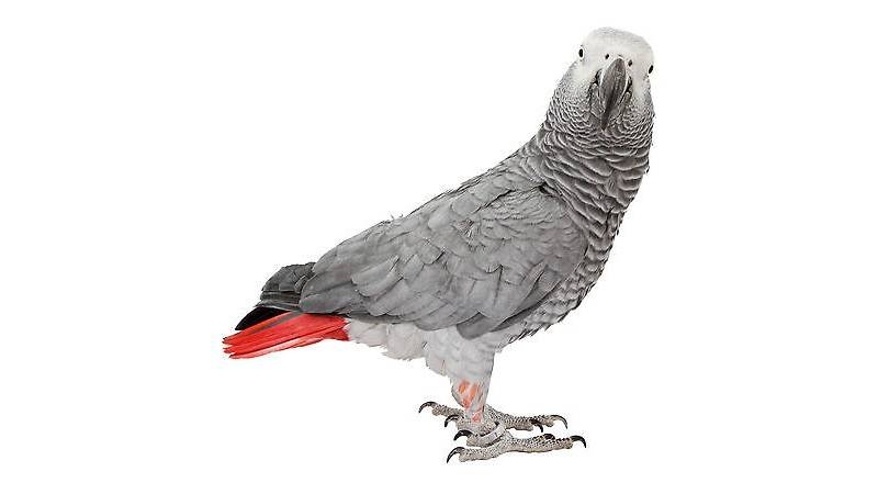 Прямая трансляция ЧуЖак Попугай Жако, Contents of Gray African parrots