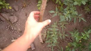 ПРОСТЕЙШАЯ ПОДВЯЗКА ПОМИДОР