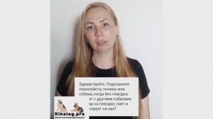 Почему собака на поводке лает на других собак, а без поводка - дружит с ними.