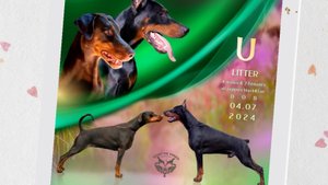 Крепкие щенки добермана из известного питомника. 89262001530 Ольга