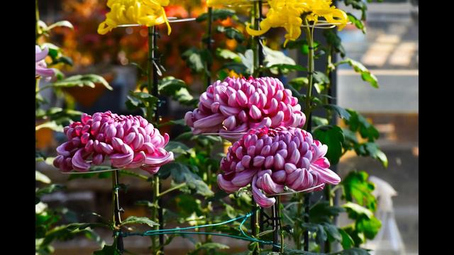 菊花の展示会 смотреть онлайн