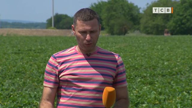 Урожайная клубника. Как продлить ягодный сезон. 6 соток 03.06.2019 смотреть онлайн