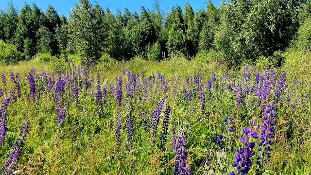 Отдых природа сон.