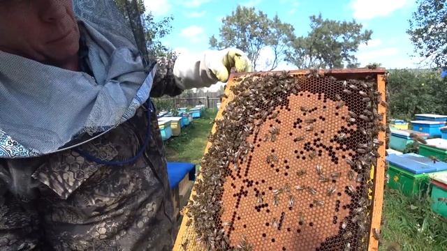 КАК ОТРАБОТАЛИ ПЧЁЛЫ В УЛЬЯХ BIENENHAUS НА МЁД, РАСБОРКА И СБОРКА В ЗИМУ. смотреть онлайн