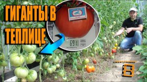 ОБЗОР СОРТОВ КРУПНОПЛОДНЫХ ПОМИДОРОВ (ТОМАТОВ). ЛУЧШИЕ СОРТА ТОМАТОВ (ПОМИДОР)