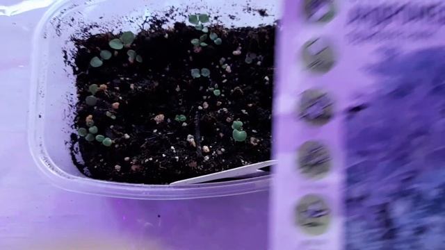 11 марта 2023 г.Неприхотливые просроченные семена проклюнулись. смотреть онлайн