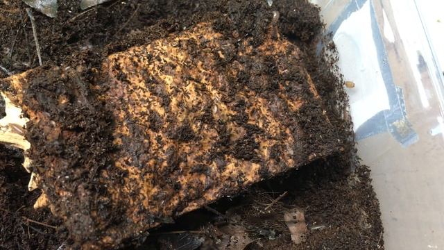 Best Isopods for Humid Enclosures? смотреть онлайн