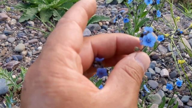 Cynoglossum amabile / No me olvides china / Nomeolvides chino / Plantas silvestres / Trupa смотреть онлайн