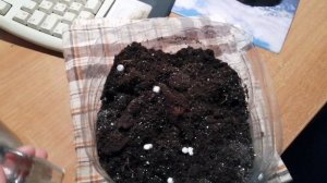 Черенкование голубой ели!