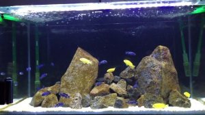 Week 3 Pseudotrophis demasoni and Labidochromis caeruleus (Yellow Labs)