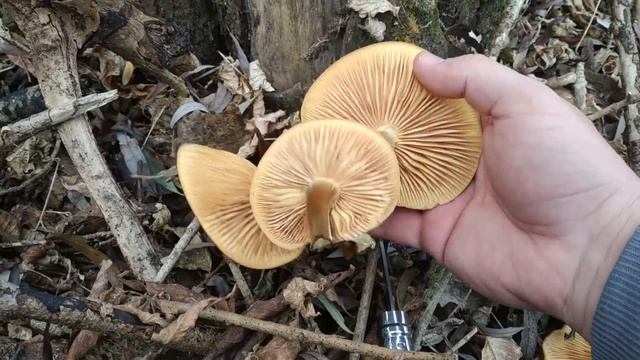 ❗Грибные дары леса и степи❗ Фламмулина? и степная вешенка❗ 2️⃣6️⃣ ноября 2021 года❗ смотреть онлайн