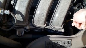 Дастер гул.(2)