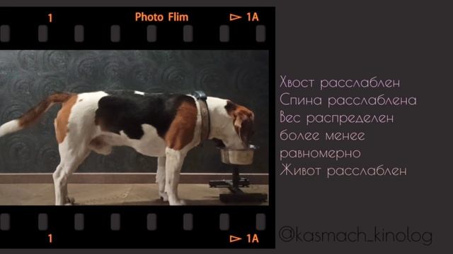 Подставка под миску: необходимость или прихоть? смотреть онлайн