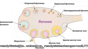 Что такое антральные фолликулы, зачем они присутствуют в яичниках, как подсчитать их количество?