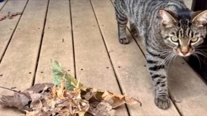 Кот пришел в магазин с листиком, чтобы купить рыбу. То что сделал продавец всех напугало!