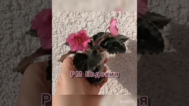 #фиалки #fialki первоцветки в Декабре 2023 года #геленджик смотреть онлайн