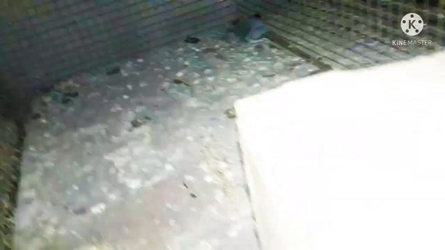 BUDGIES PARROT - LOVE BIRDS, COCKTAIL - JAVA FINCH - SUN CONURE - DOVE BIRDS/PRITISH BHAI KA FARM смотреть онлайн