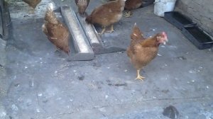 Первые яйца у молодых кур.