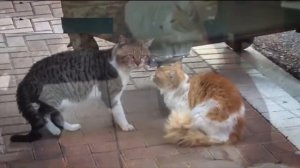 ПЕСНЯ БЕЗДОМНОГО КОТА !!!...