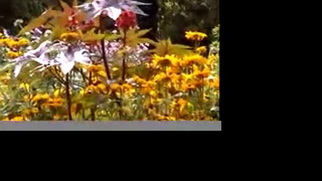 WISLEY RHS GARDENS 2.mov смотреть онлайн