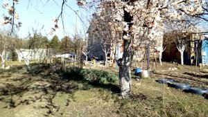 Опрыскивание деревьев Третья обработка по розовому бутону