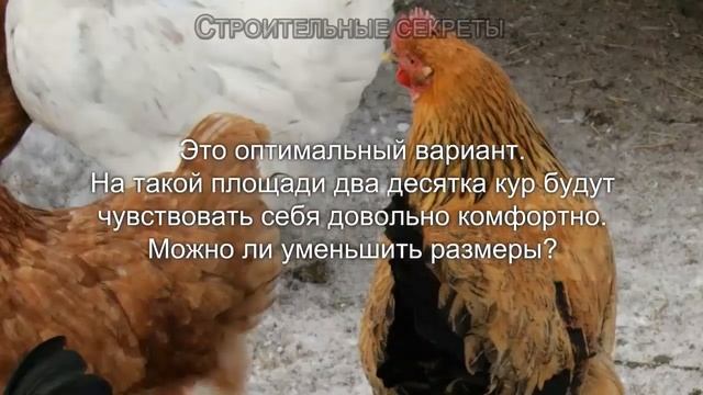 Курятник на 20 кур своими руками, чертежи, советы