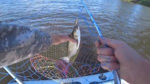 Рыбалка на спиннинг.  Наконец то разловил волкер (уокер). Река Кама. Жерех, берш, окунь, щука.