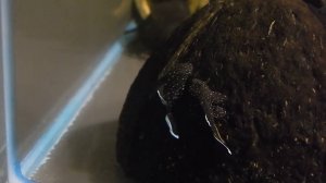 Звездчатый анциструс L181 (2 месяца)